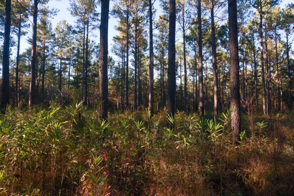 Ogeechee River Plantation – Tract 3 Photo