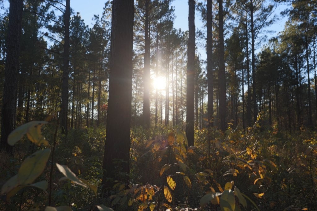 Ogeechee River Plantation – Tract 1 Photo