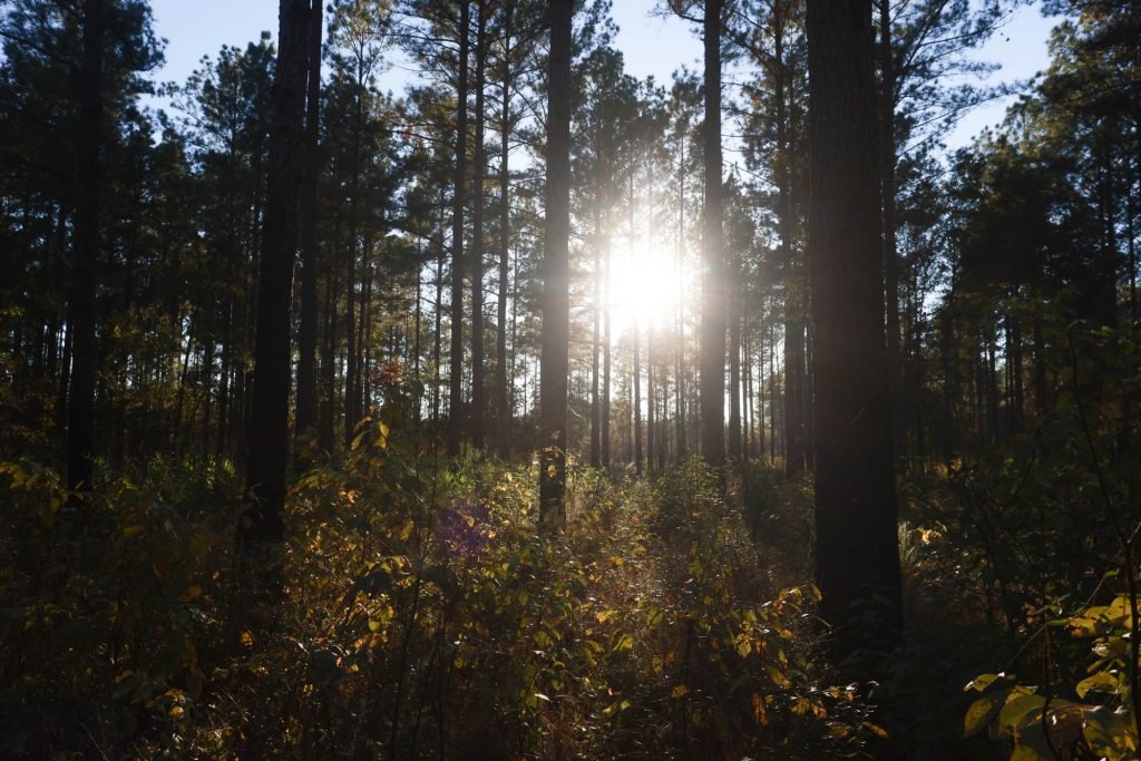 Ogeechee River Plantation – Tract 2 Photo