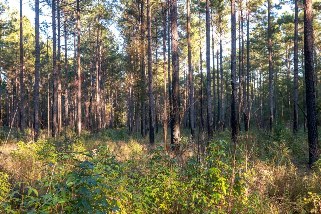 Ogeechee River Plantation – Tract 1 Photo