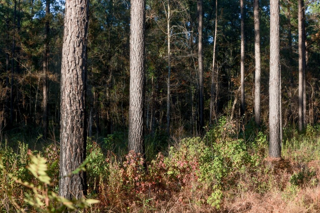 Ogeechee River Plantation – Tract 3 Photo