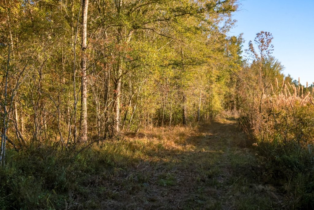 Ogeechee River Plantation – Tract 1 Photo