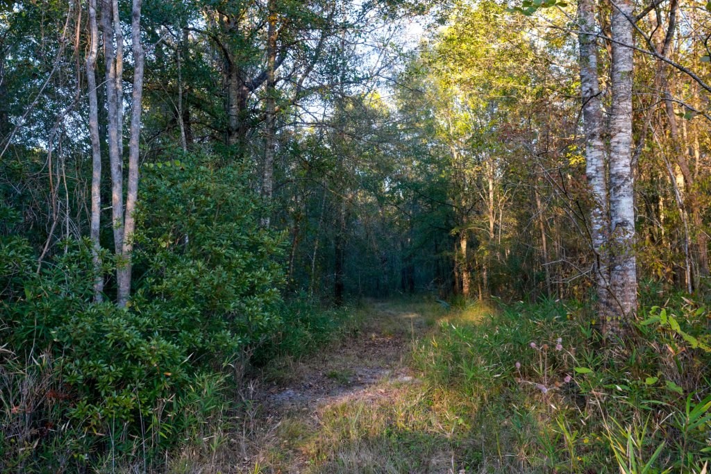 Ogeechee River Plantation – Tract 3 Photo