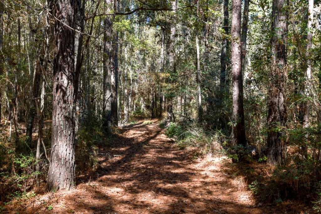 Lotts Creek – Tract 1 Photo