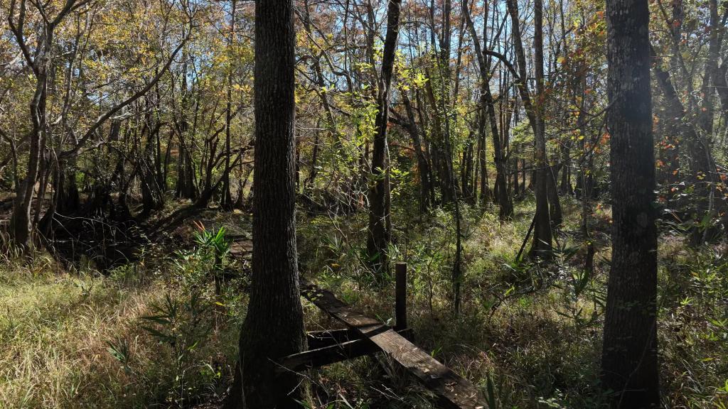 Lotts Creek – Tract 1 Photo