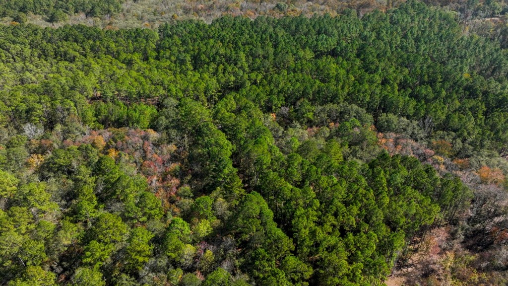 Lotts Creek – Tract 1 Photo