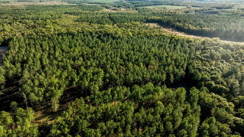 Ogeechee River Plantation – Tract 3 Photo