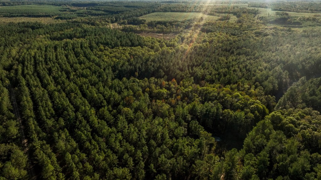 Ogeechee River Plantation – Tract 3 Photo