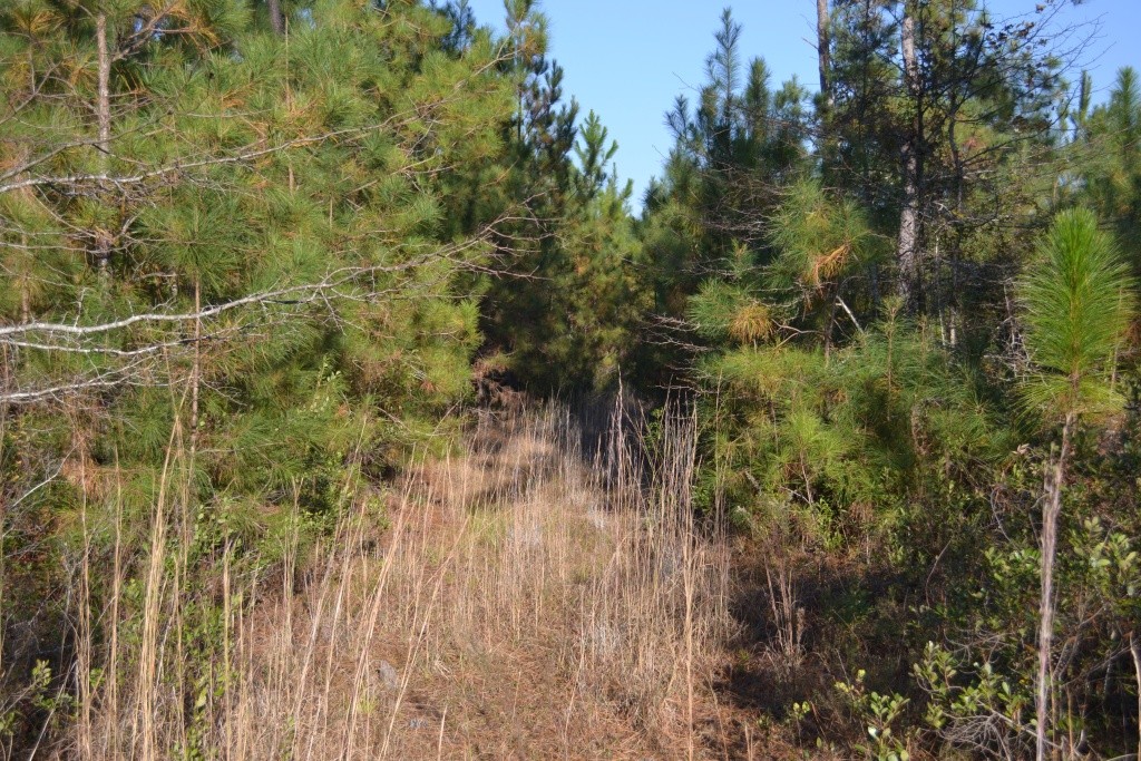 Sandpiper Lane- Tract 1 Photo