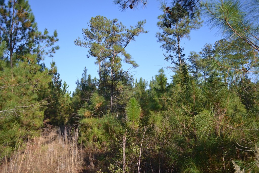 Sandpiper Lane- Tract 1 Photo