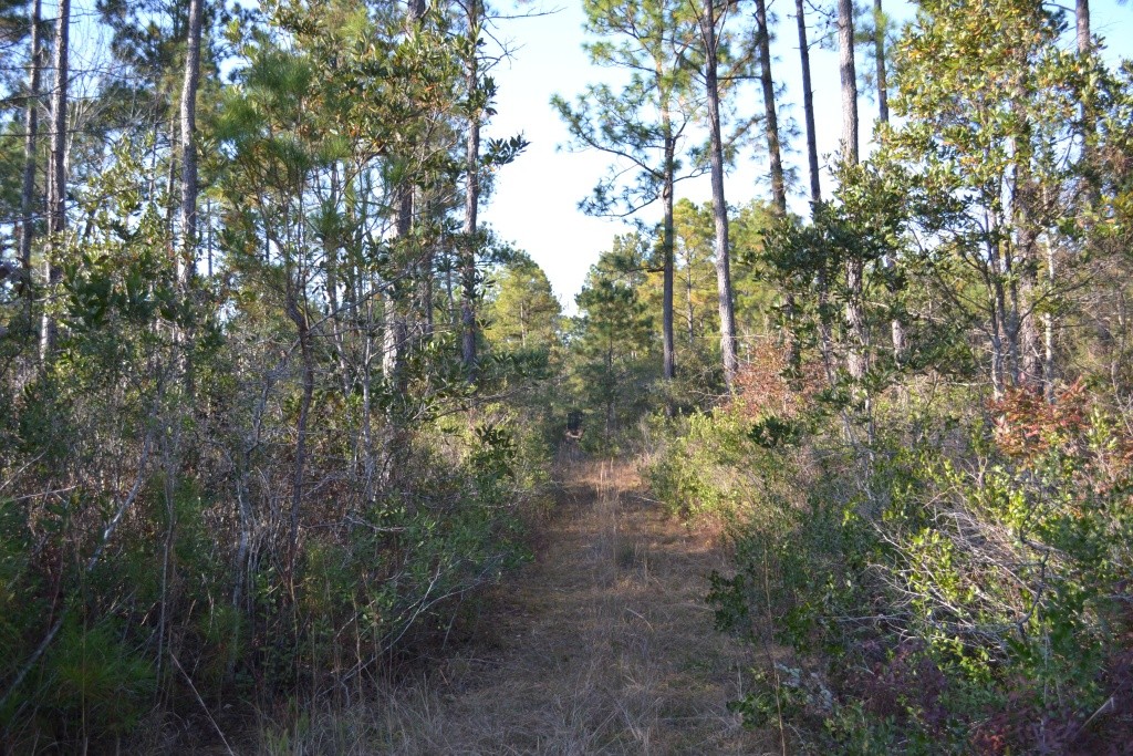Sandpiper Lane- Tract 1 Photo
