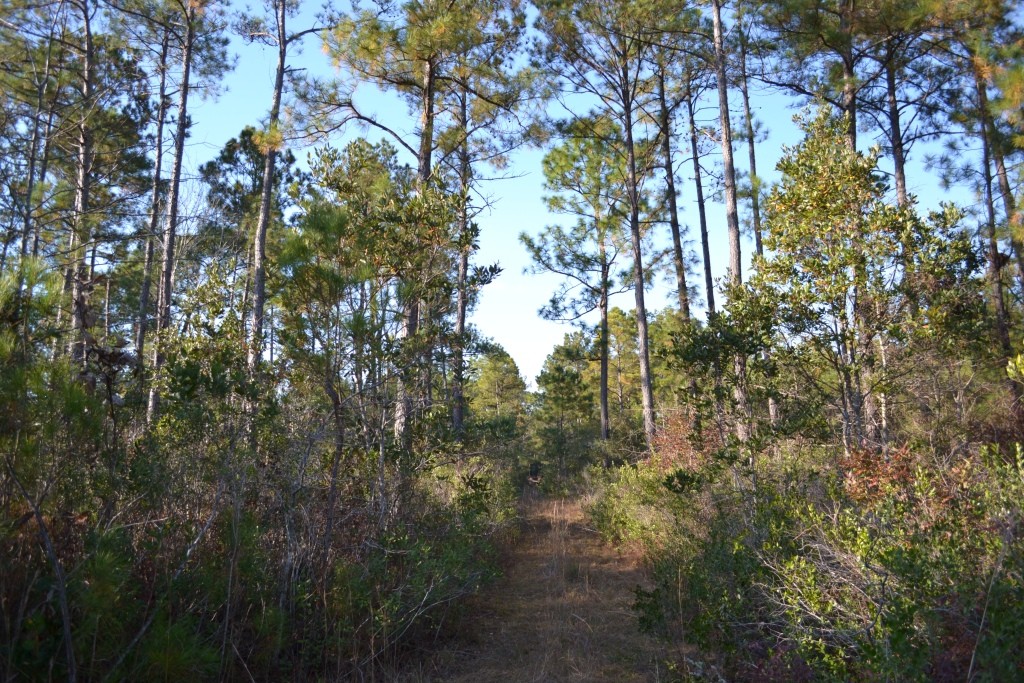 Sandpiper Lane- Tract 1 Photo