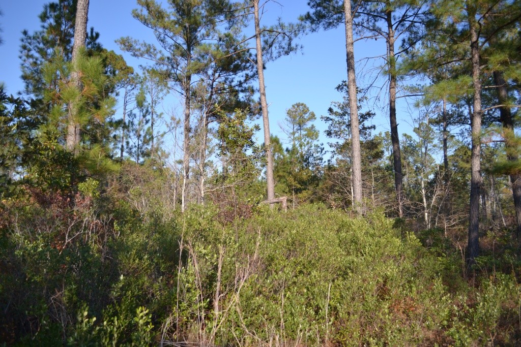 Sandpiper Lane- Tract 1 Photo