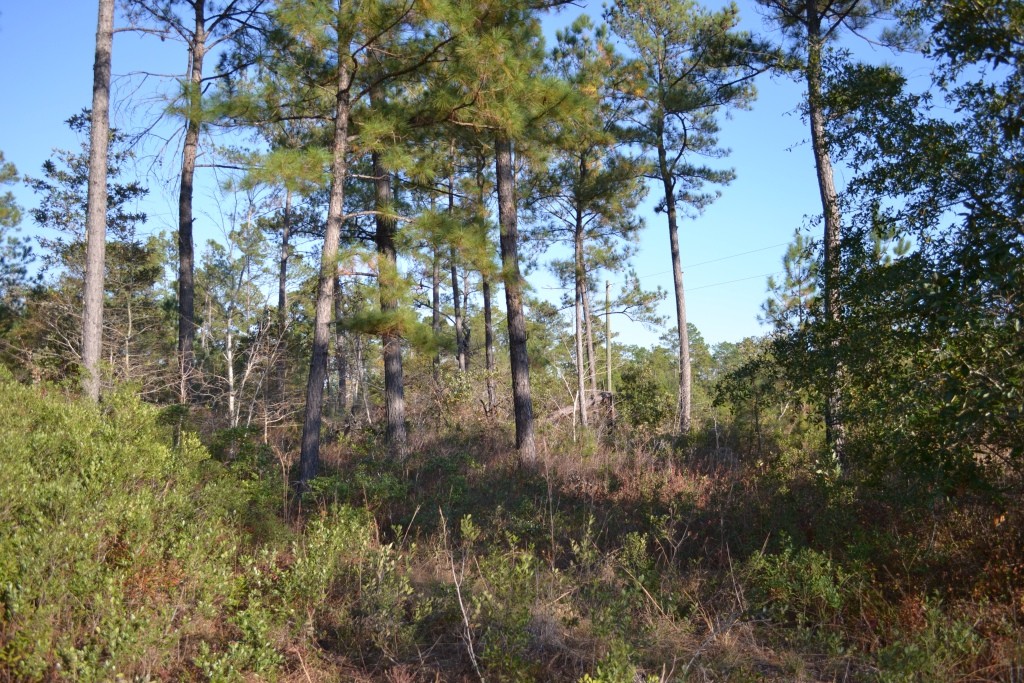 Sandpiper Lane- Tract 1 Photo