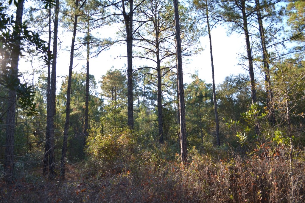 Sandpiper Lane- Tract 1 Photo