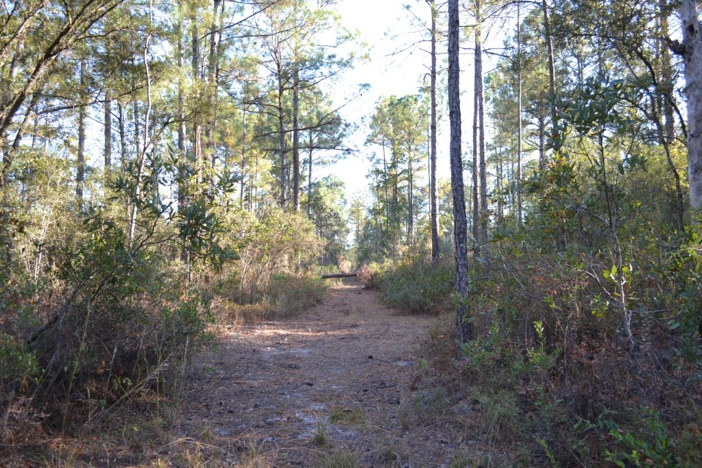 Sandpiper Lane- Tract 1 Photo