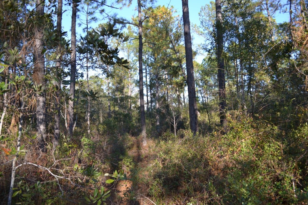 Sandpiper Lane- Tract 1 Photo
