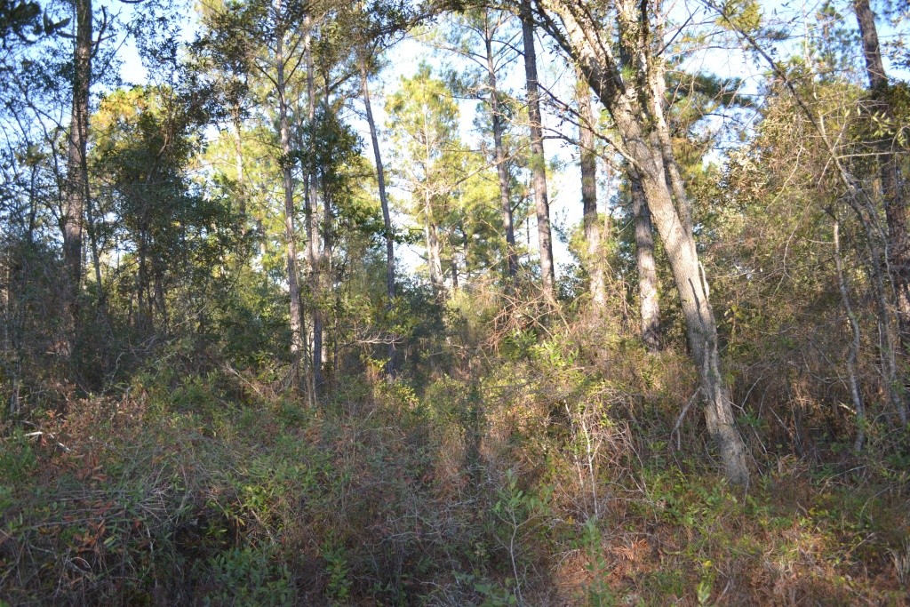 Sandpiper Lane- Tract 1 Photo