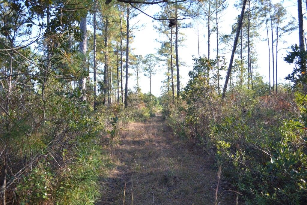 Sandpiper Lane- Tract 1 Photo