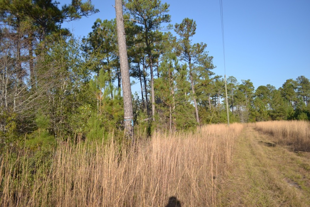 Sandpiper Lane- Tract 1 Photo