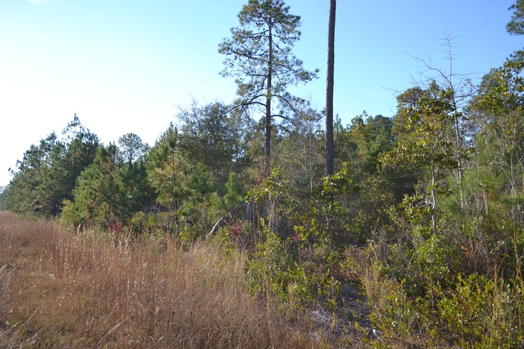 Sandpiper Lane- Tract 1 Photo