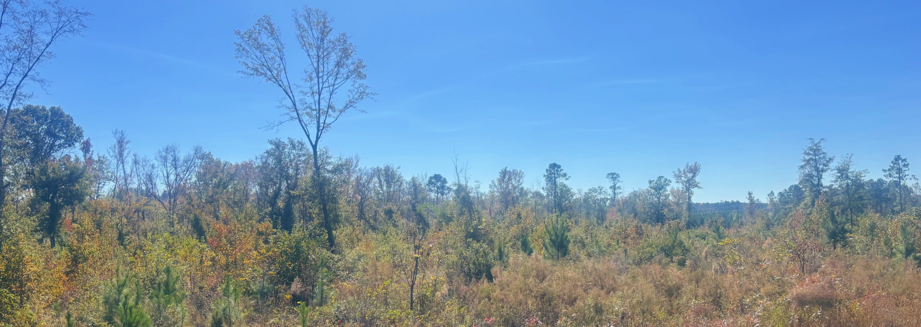 JD Williams Tract Main Photo