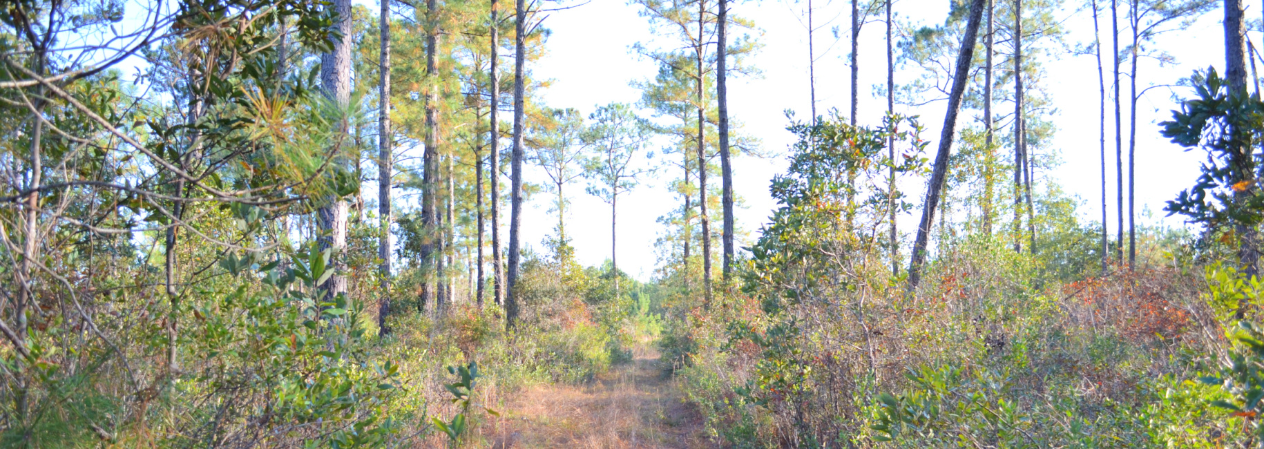 Sandpiper Lane- Tract 1 Main Photo