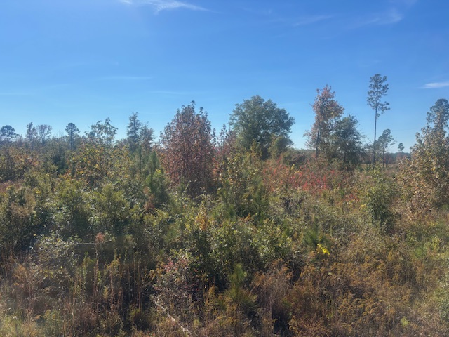 JD Williams Tract Photo