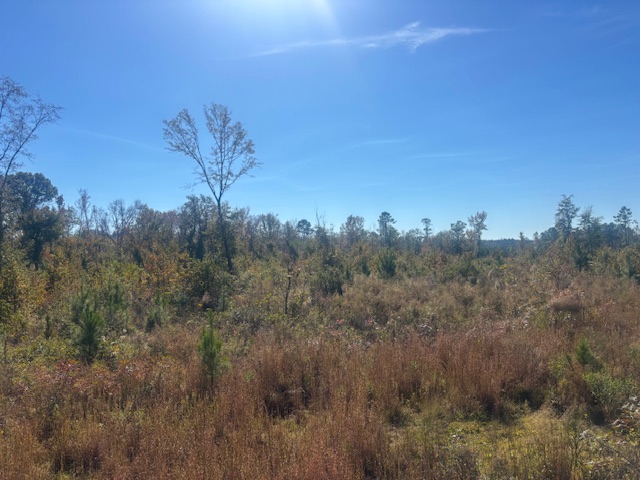 JD Williams Tract Photo