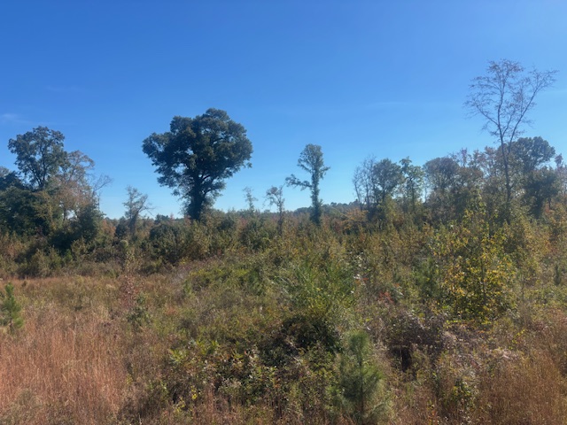 JD Williams Tract Photo