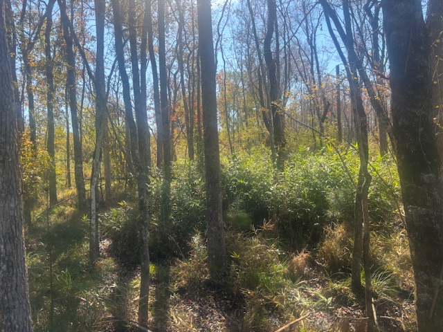 JD Williams Tract Photo