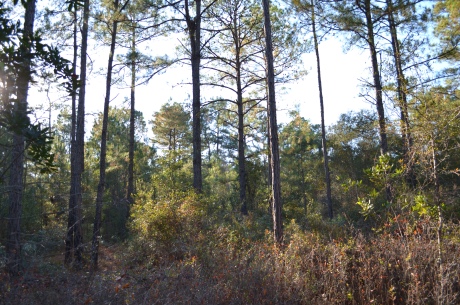 Sandpiper Lane -Tract 2