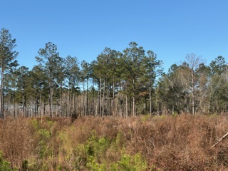 The Kitchings Place Photo