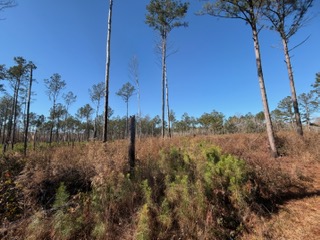 The Kitchings Place Photo