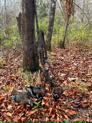 The Kitchings Place Photo