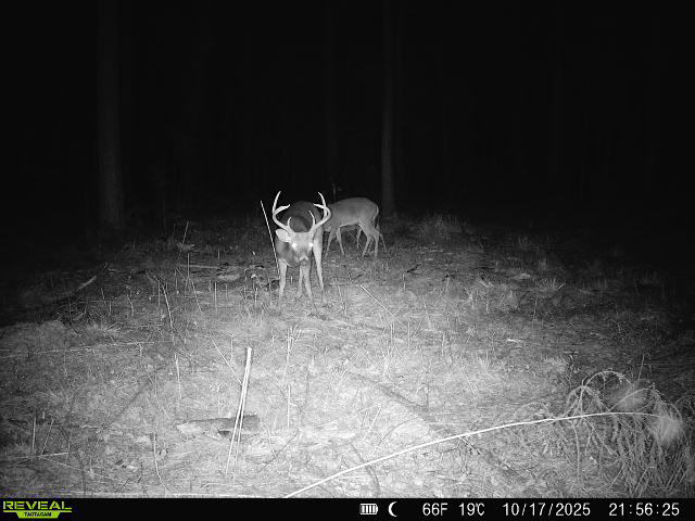 The Kitchings Place Photo