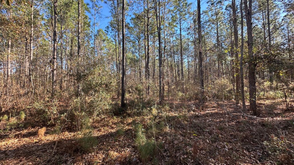 Halcyondale Loop Photo