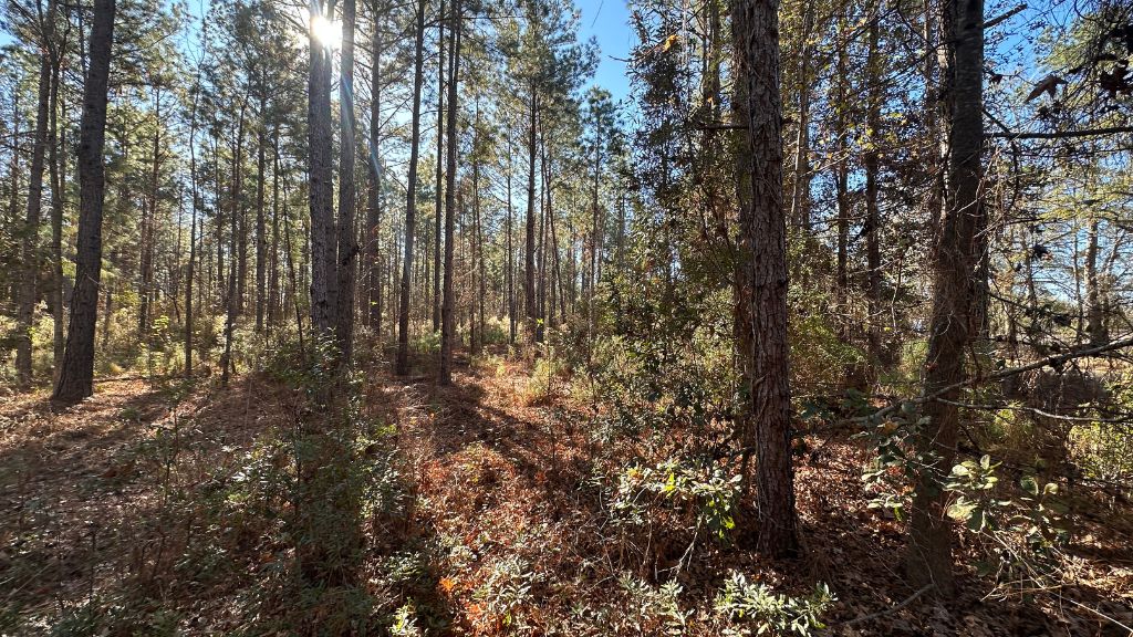 Halcyondale Loop Photo