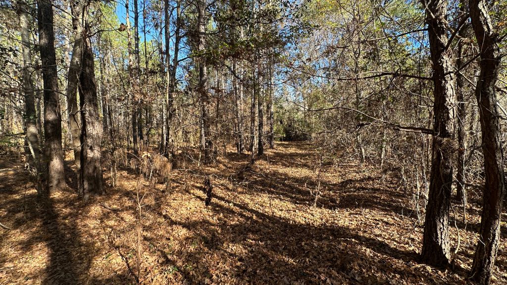 Halcyondale Loop Photo