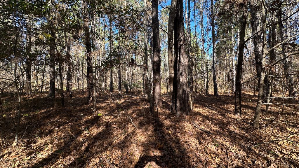 Halcyondale Loop Photo