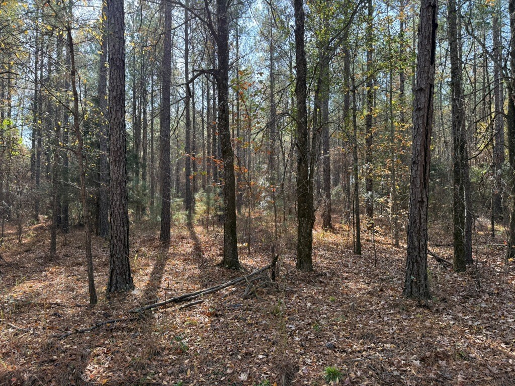 Youngblood Road Photo