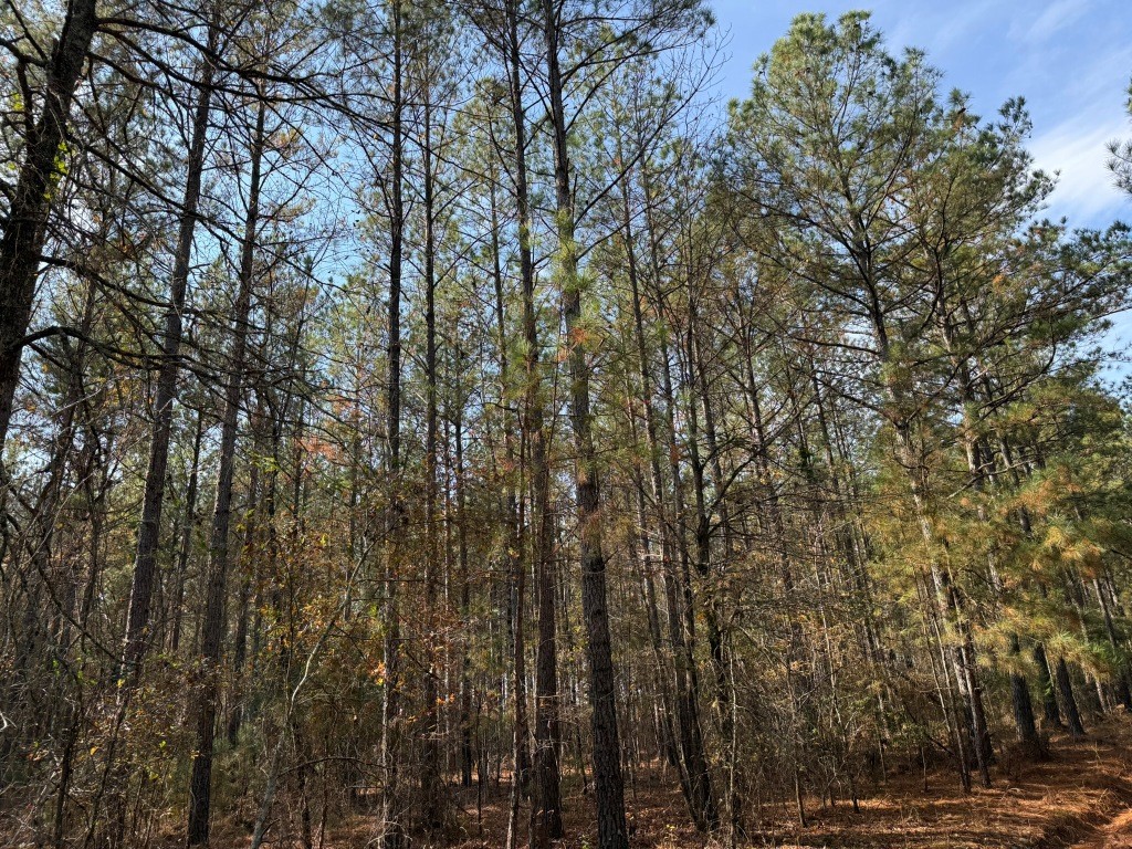 Youngblood Road Photo