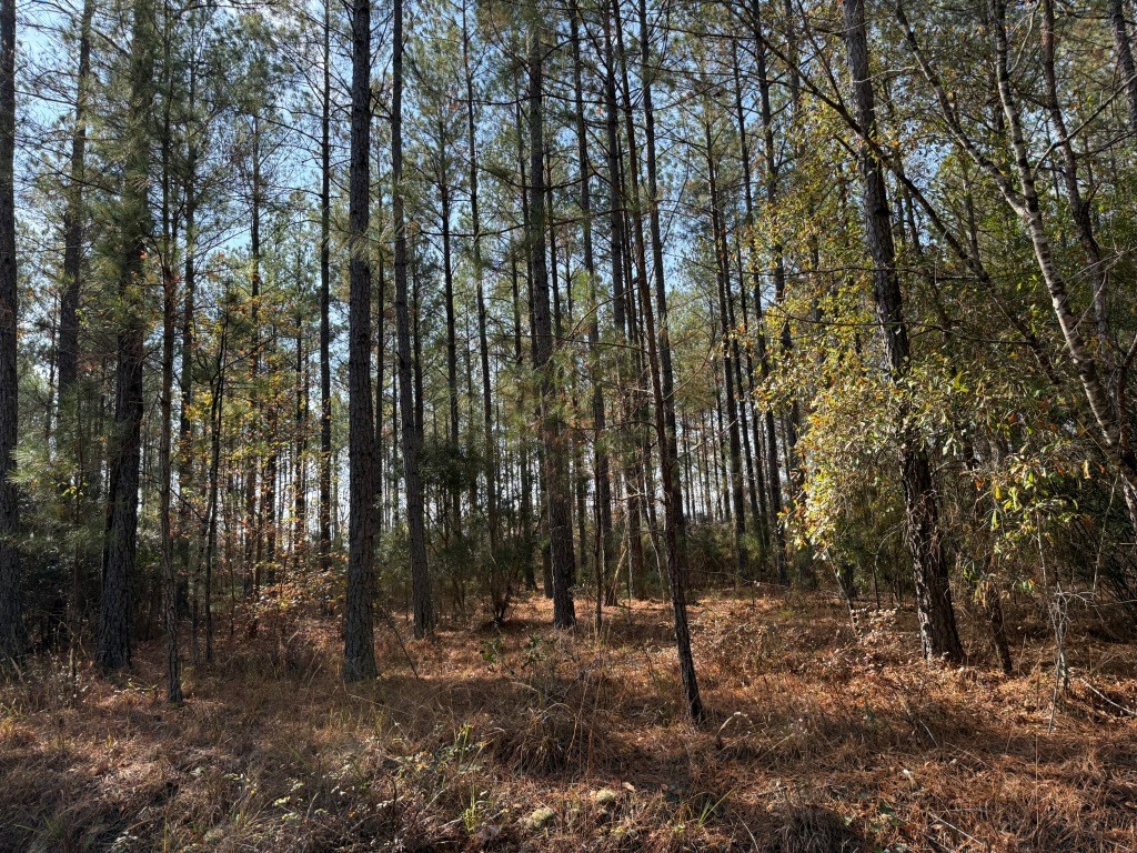 Youngblood Road Photo