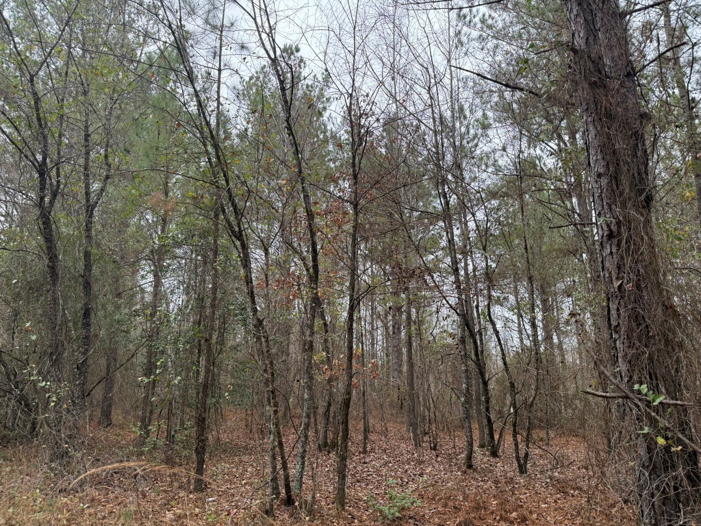 Youngblood Road Photo