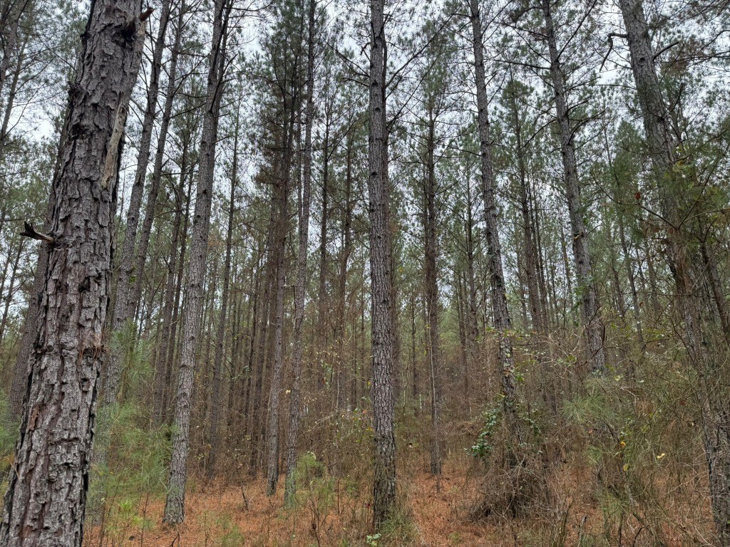 Youngblood Road Photo