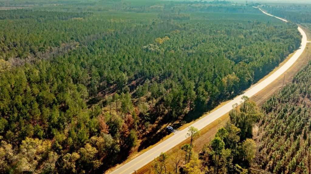 White Spring Timber Photo
