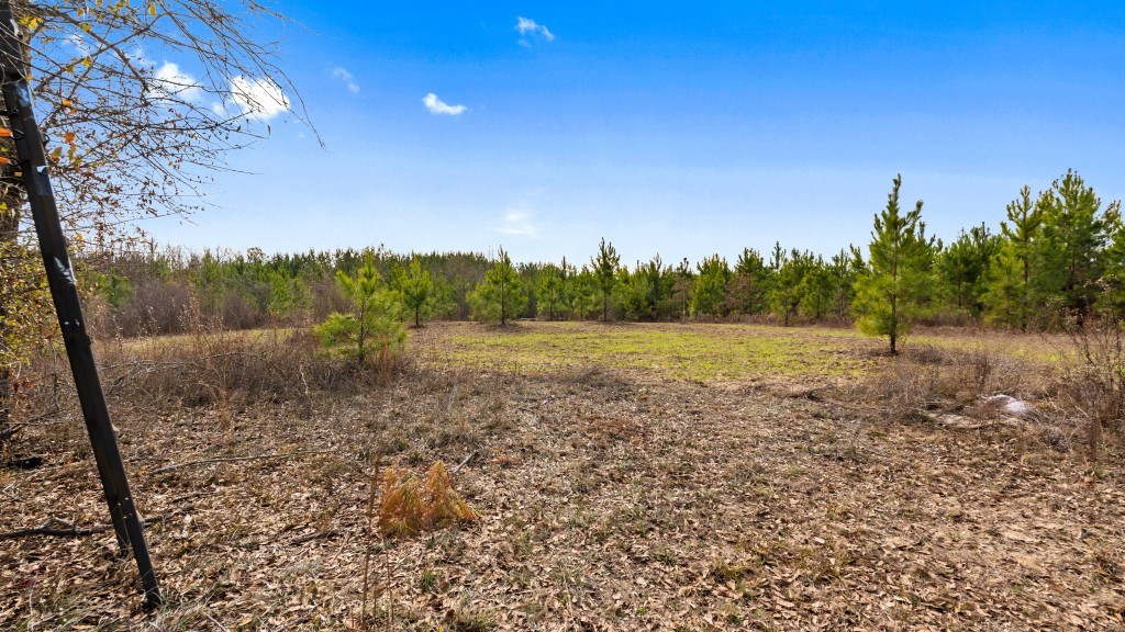 Payne Bottom Timberland Photo