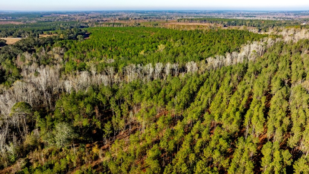 White Spring Timber Photo