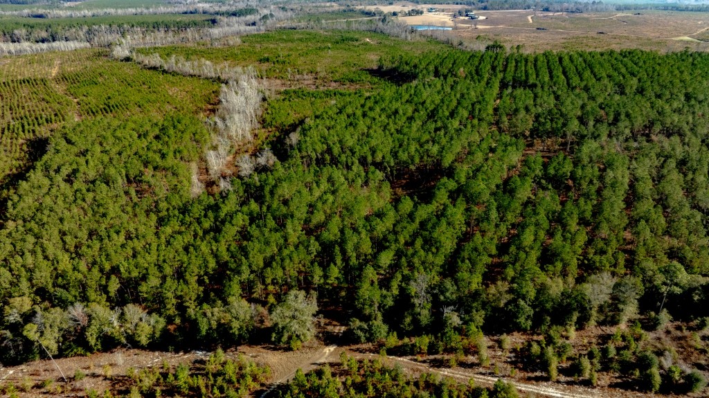 Buck Creek Timber Photo