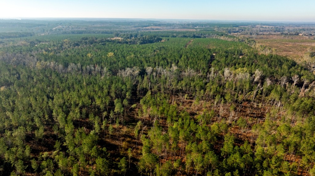 White Spring Timber Photo